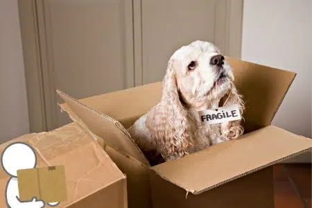 traslocare con cane in scatola