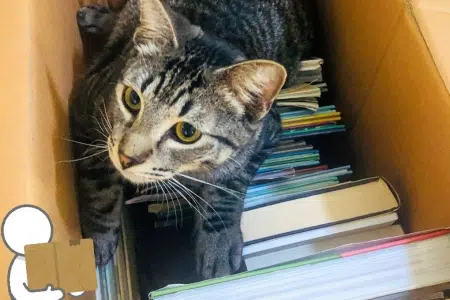 Scatola di libri per trasloco con gatto all'interno